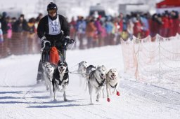 Lenk 2013